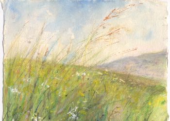 Wildflower Meadows